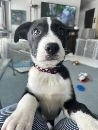 Field Goal thumbnail 3