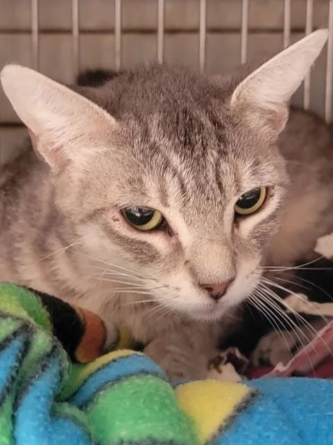 A young large-sized female Domestic Short Hair cat named Macchiato for adoption in Downey, CA