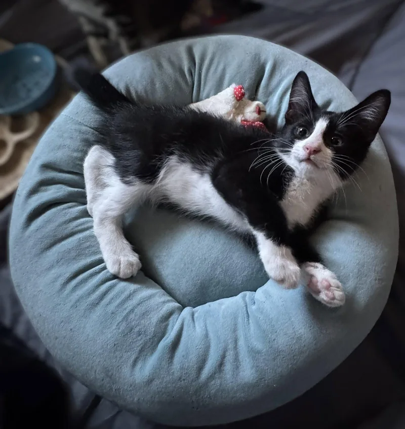 A baby small-sized male Tabby cat named Coconut and Simba for adoption in Walnut Creek, CA