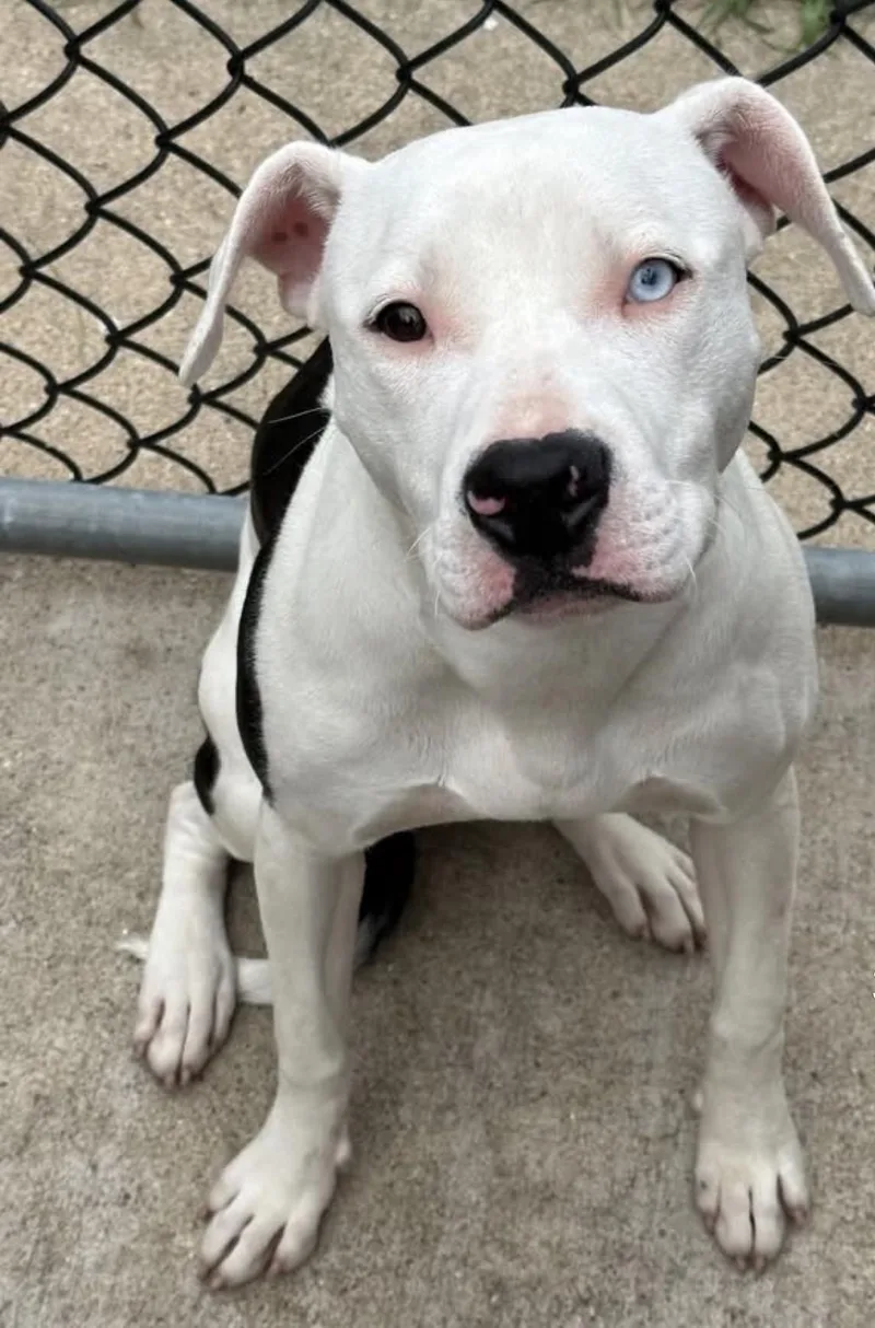 An adult medium-sized female White / Cream Pit Bull Terrier dog named Piccola for adoption in Chicago, IL