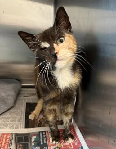 A young small-sized female Domestic Short Hair cat named Venus for adoption in Los Angeles, CA