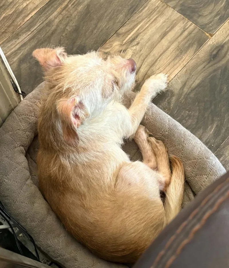 An adult small-sized female Chihuahua dog named Cora June for adoption in Saunderstown, RI