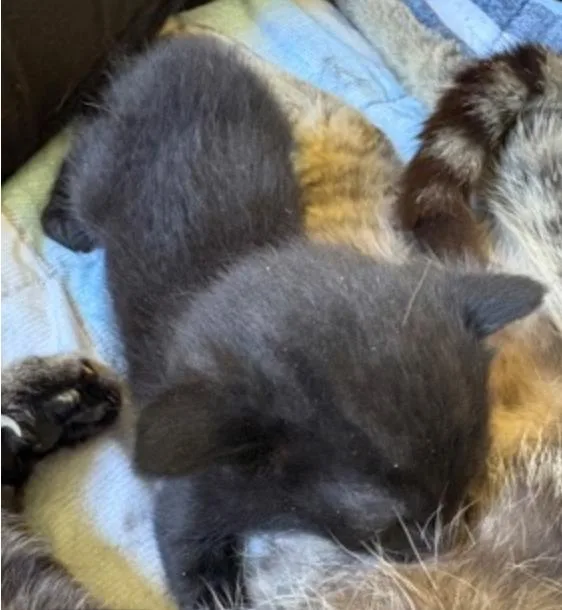 A baby small-sized male Black Domestic Short Hair cat named Emilio for adoption in Marshall, NC