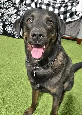 An adult large-sized male Labrador Retriever dog named David Silver for adoption in Racine, WI