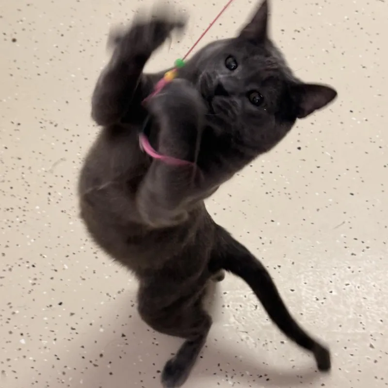An adult medium-sized male Gray / Blue / Silver Domestic Short Hair cat named Liam for adoption in Pilot Point, TX