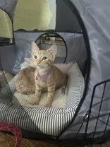 A baby small-sized male Orange / Red Domestic Short Hair cat named Peel for adoption in Newport, KY