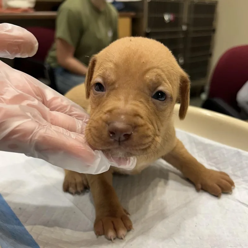 A baby small-sized female Yellow / Tan / Blond / Fawn Mixed Breed dog named Twix for adoption in Chattanooga, TN