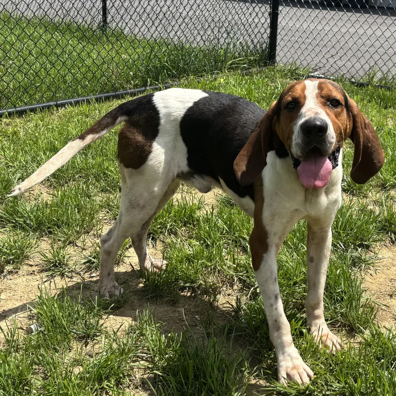 An adult large-sized male Tricolor (Brown, Black, & White) Treeing Walker Coonhound dog named Boots for adoption in Shepherdsville, KY