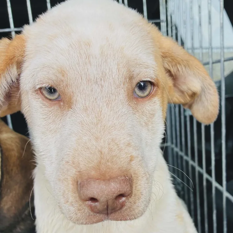 A young small-sized male Mixed Breed dog named Noodle for adoption in Rogersville, MO