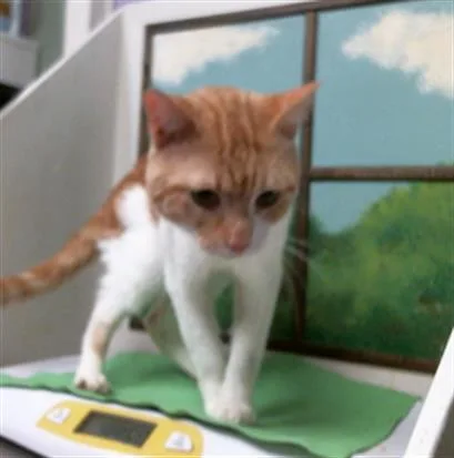 A young large-sized male Domestic Short Hair cat named Walle for adoption in Houston, TX