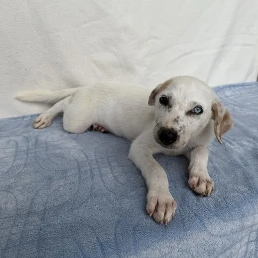 A baby small-sized male White / Cream Cattle Dog dog named Weptile for adoption in Carencro, LA