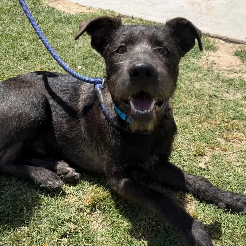 A young small-sized male Black Labrador Retriever dog named Ben for adoption in Yuma, AZ