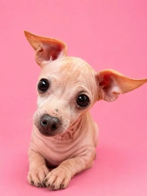A senior small-sized female Mixed Breed dog named Lolita for adoption in Jacksonville, FL