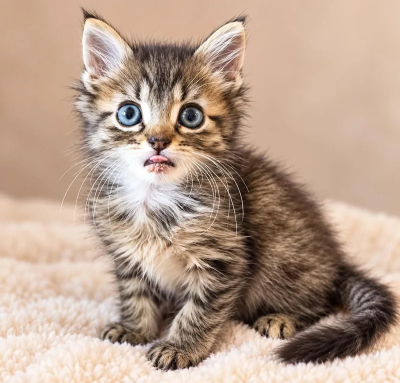A baby medium-sized male Domestic Long Hair cat named Rakki for adoption in Rosenberg, TX