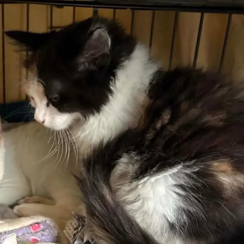 A baby small-sized female Calico Domestic Long Hair cat named Meow for adoption in Washington, DC