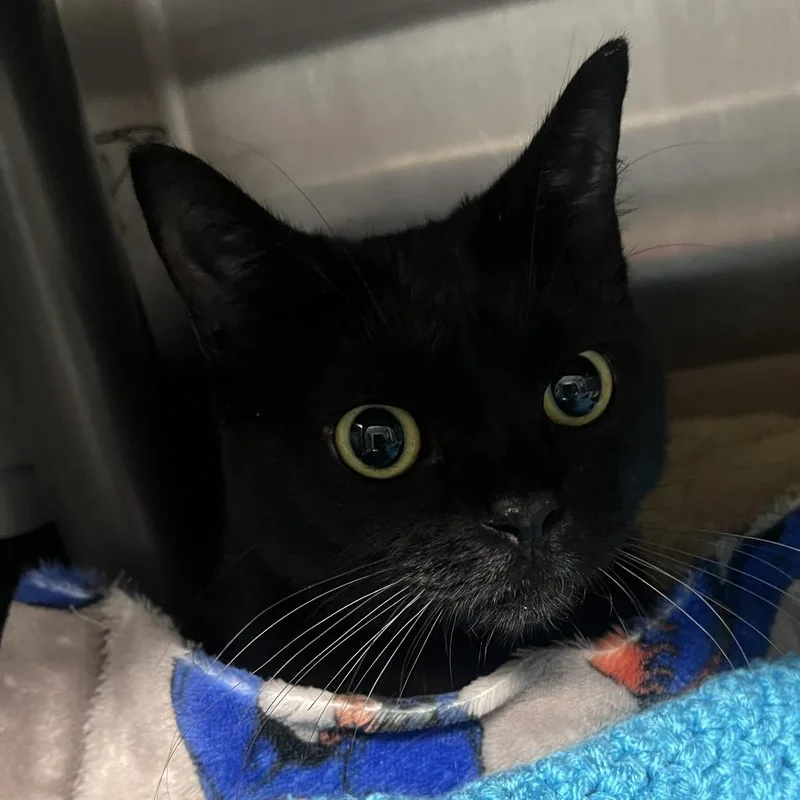 A young medium-sized female Black Domestic Short Hair cat named Raven for adoption in Oak Park, IL