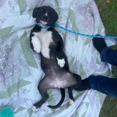A young medium-sized female Pit Bull Terrier dog named Dee for adoption in Alexandria, VA
