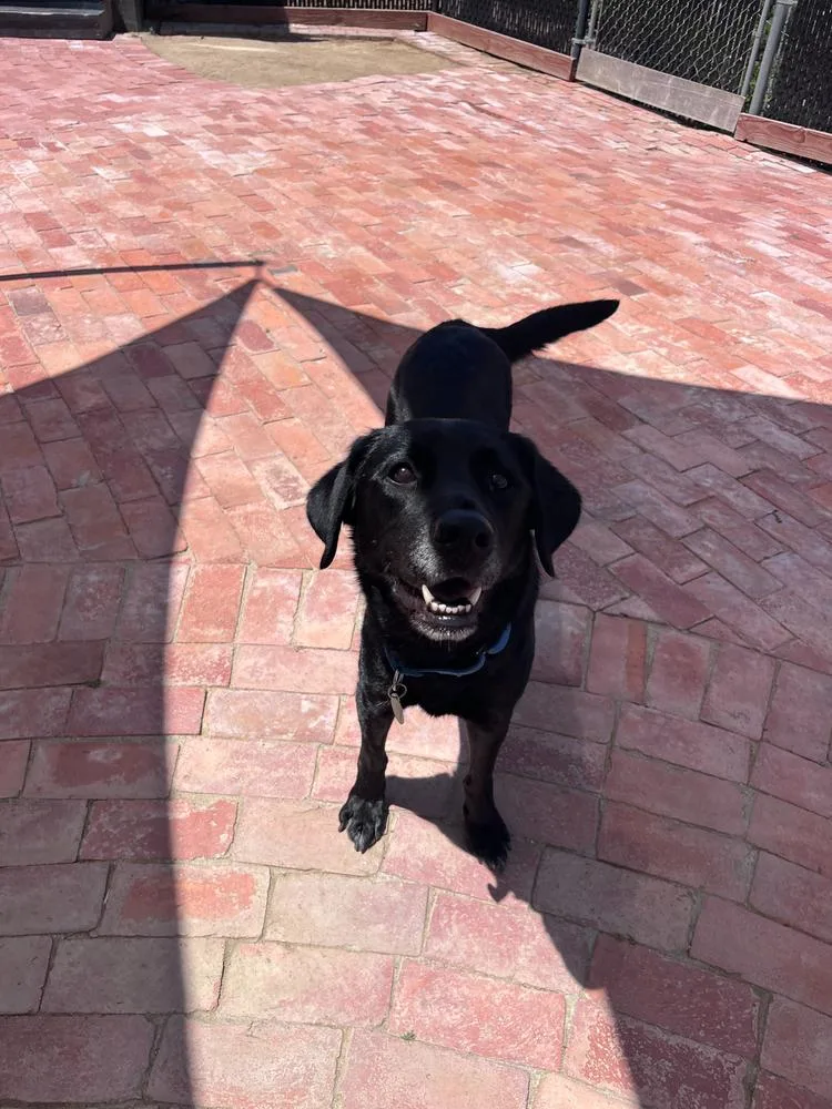 An adult large-sized female Black Labrador Retriever dog named Millie for adoption in San Diego, CA