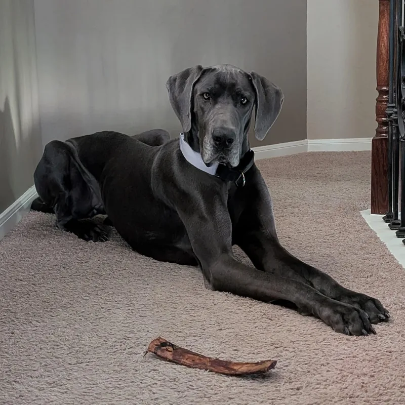 An adult extra large-sized female Gray / Blue / Silver Great Dane dog named Zara for adoption in Bullard, TX