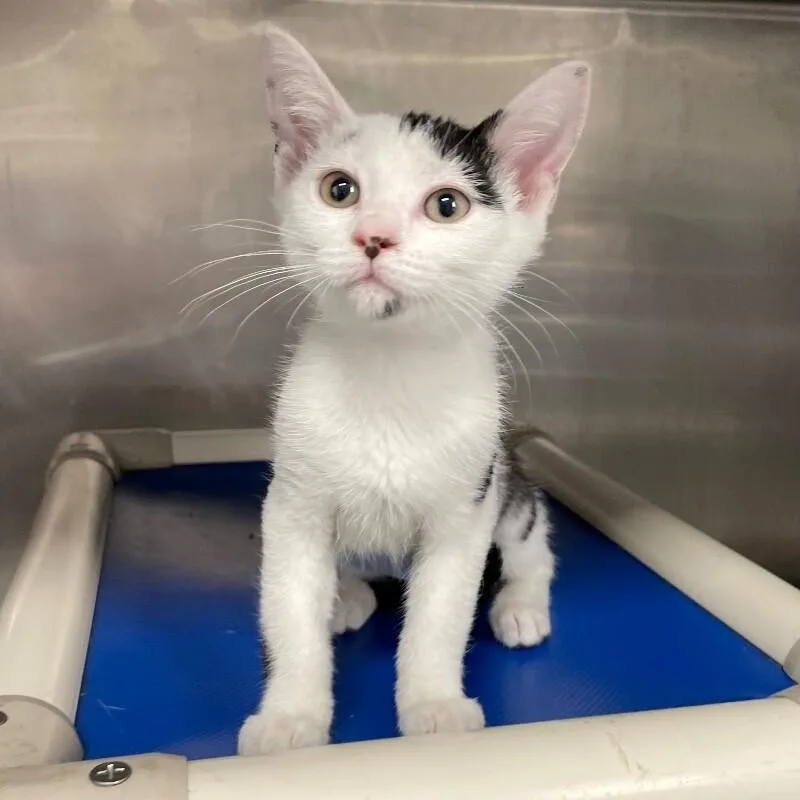 A young medium-sized female Domestic Short Hair cat named Galway for adoption in Roanoke, VA