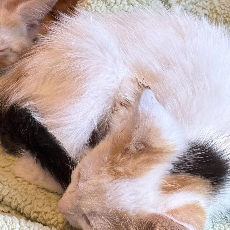 A baby small-sized female Calico Domestic Medium Hair cat named Junie for adoption in Marion, IL