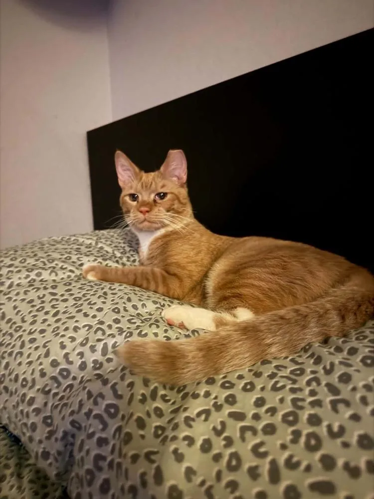 Hugo