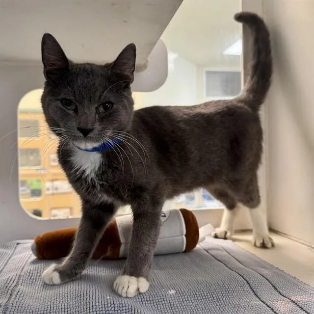 An adult medium-sized male Domestic Short Hair cat named Gary for adoption in Riverside, CA