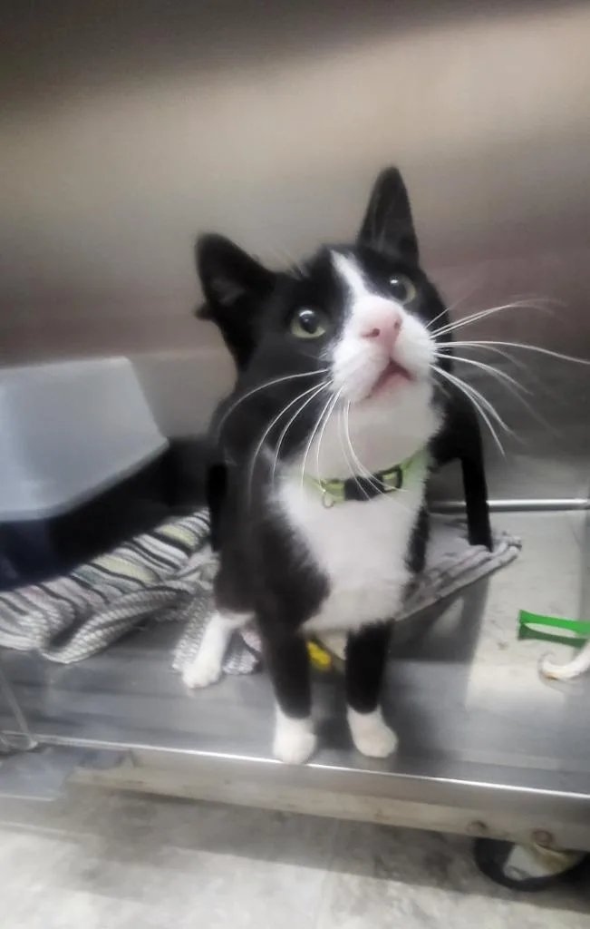A young medium-sized male Domestic Short Hair cat named Simon for adoption in Medford, WI