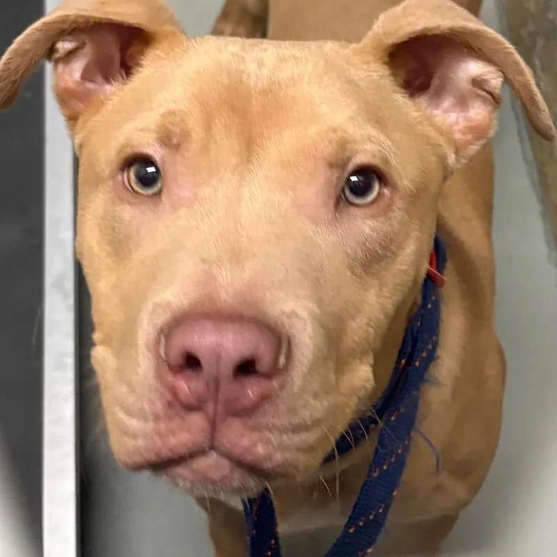 A baby medium-sized male Golden Staffordshire Bull Terrier dog named Goldie for adoption in Newark, NJ