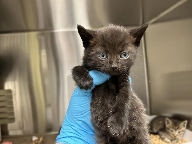 A baby small-sized male Domestic Short Hair cat named Alvin for adoption in Chapel Hill, NC