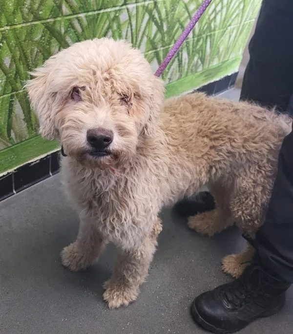 An adult large-sized female Labradoodle dog named Ic Bella for adoption in Lawrenceville, GA