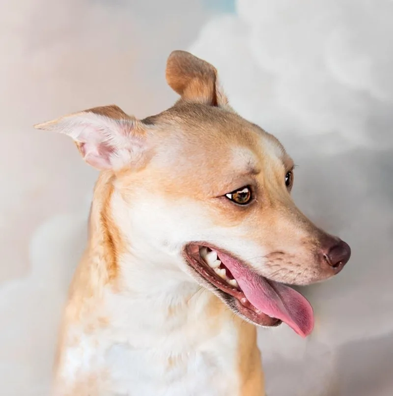 A young small-sized female Terrier dog named Mj for adoption in Pasadena, CA