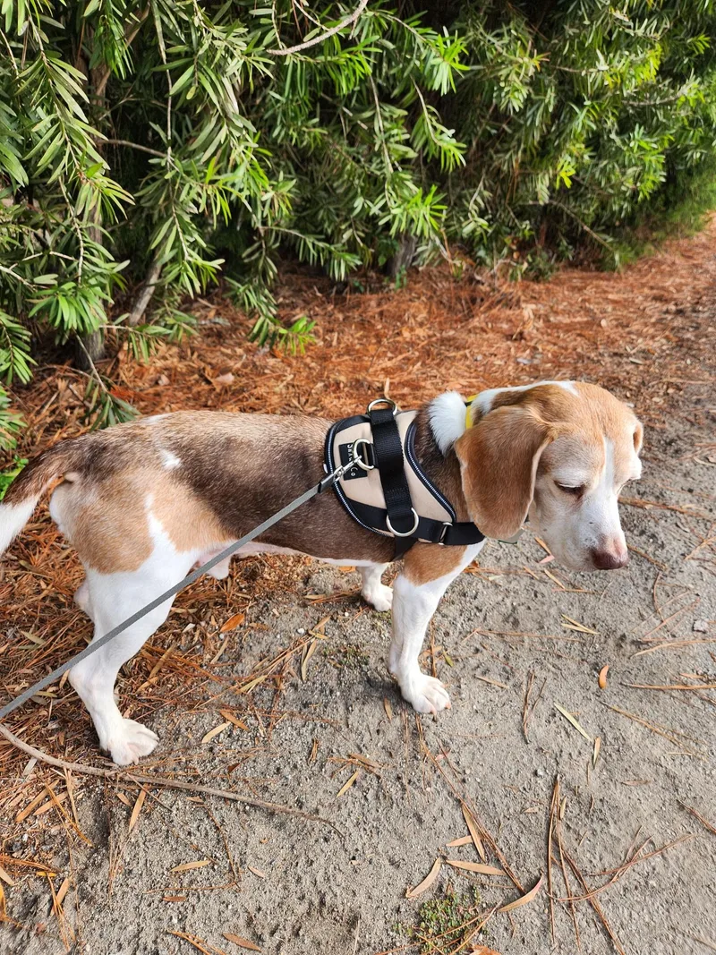 A senior small-sized male Tricolor (Brown, Black, & White) Beagle dog named Copper for adoption in Columbia, MO