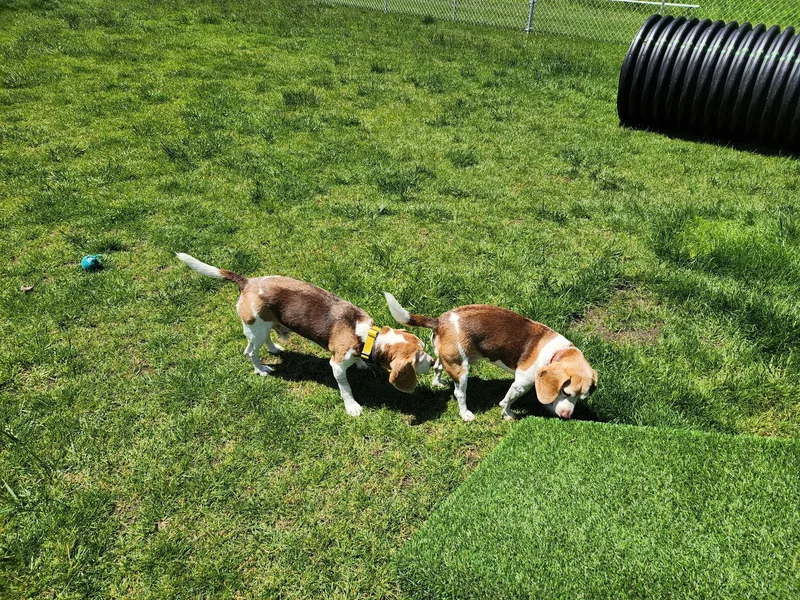 Copper thumbnail 3