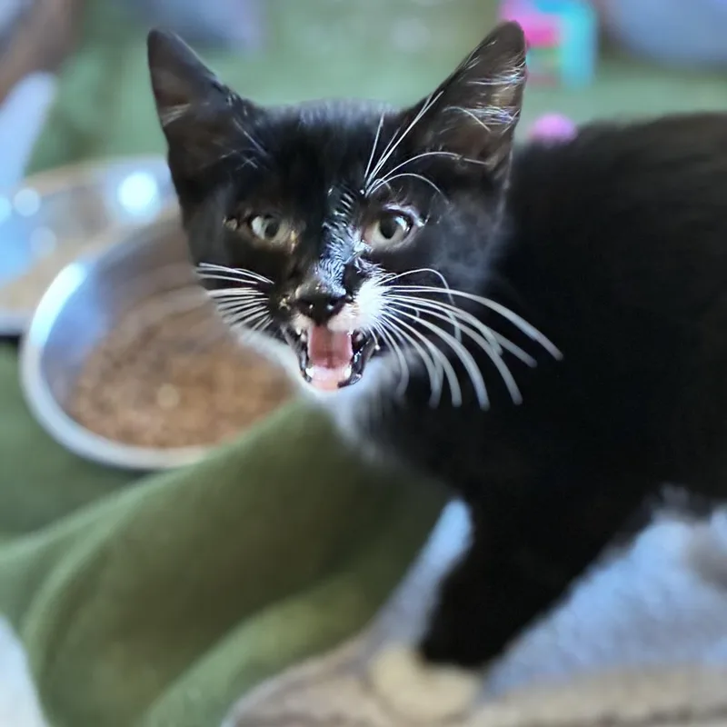 A baby small-sized male Black Domestic Short Hair cat named Sweet Pepper for adoption in South Elgin, IL