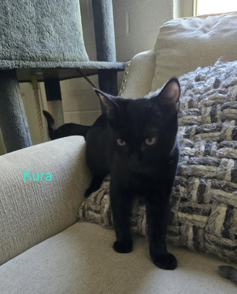 A young medium-sized male Domestic Short Hair cat named Kura for adoption in Phoenix, AZ