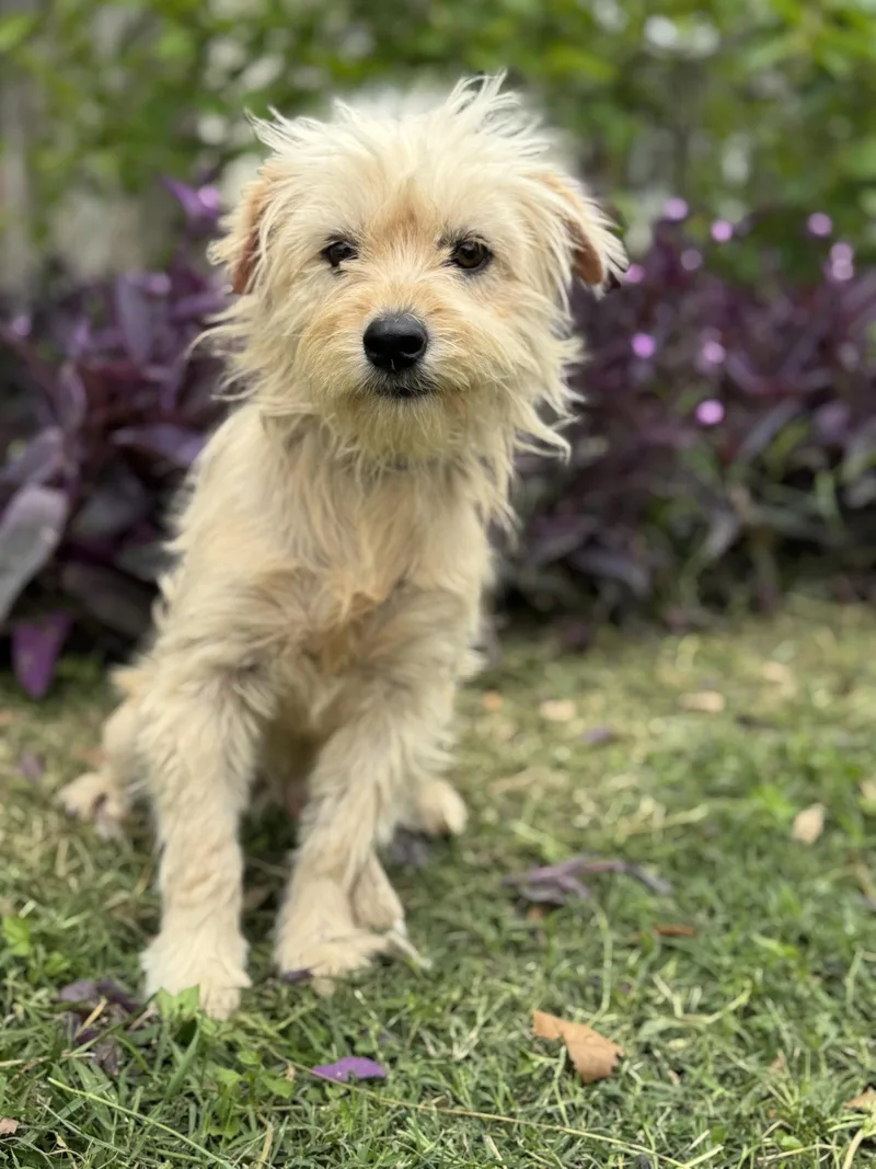 An adult small-sized male Terrier dog named Jack for adoption in Helotes, TX