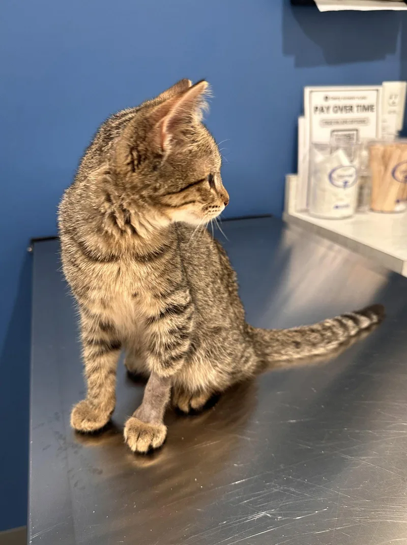 A baby medium-sized female Domestic Short Hair cat named Snickers for adoption in Walled Lake, MI
