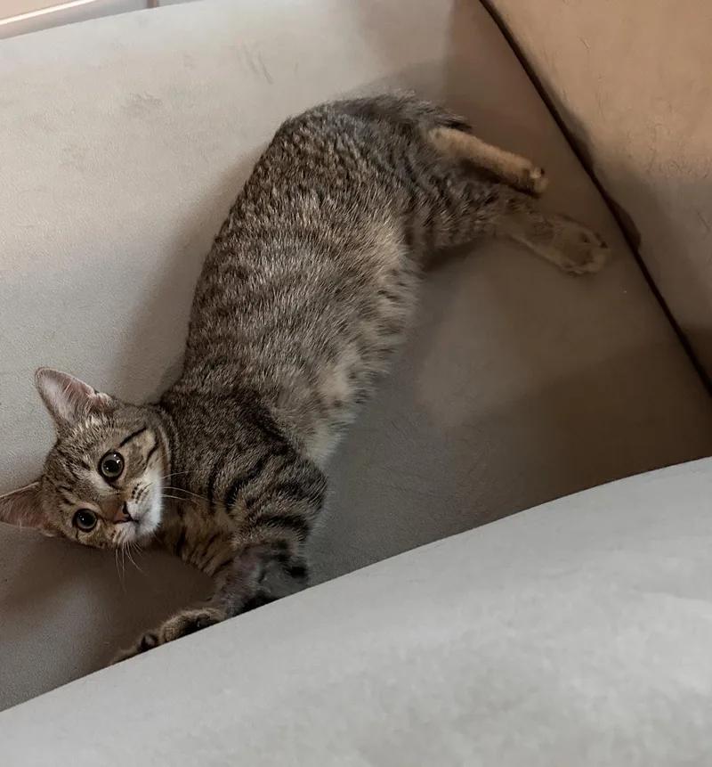 Snickers thumbnail 3