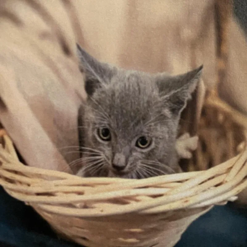 A baby small-sized male Gray / Blue / Silver Domestic Short Hair cat named Big Ben for adoption in Los Angeles, CA