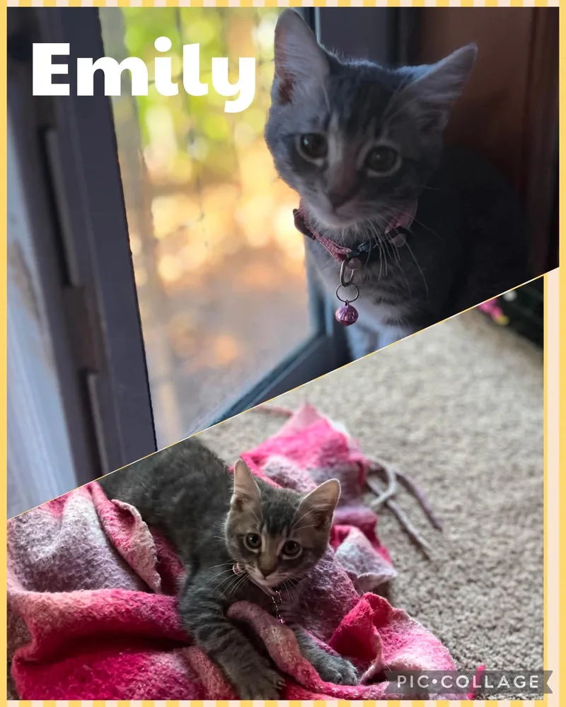 A baby small-sized female Tabby (Gray / Blue / Silver) Domestic Short Hair cat named Emily for adoption in Newberg, OR