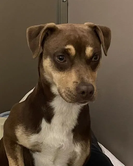 A young medium-sized male Black Mouth Cur dog named Warrior for adoption in Clyde, NC