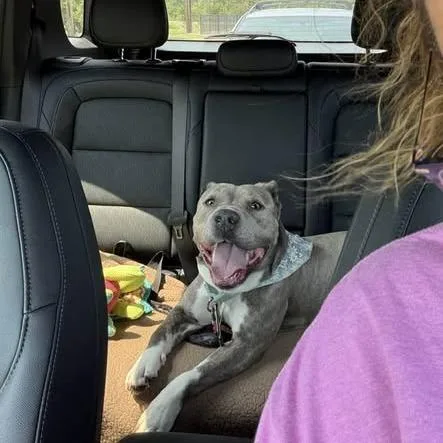 An adult medium-sized female Mixed Breed dog named Acorn for adoption in Dearborn, MI