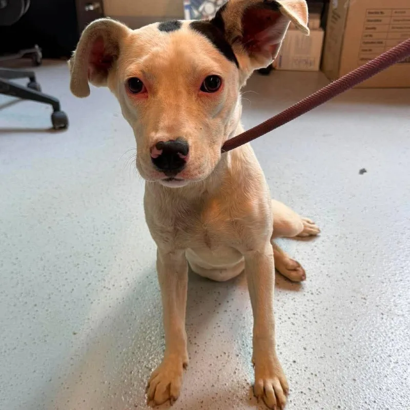 Florence Stray Hold