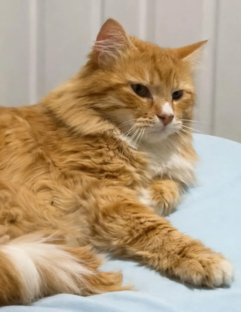 An adult extra large-sized male Domestic Long Hair cat named Freddy The Freeloader for adoption in Buhl, ID