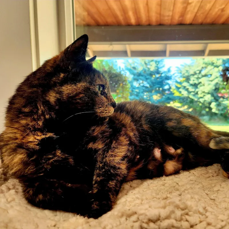 Amber