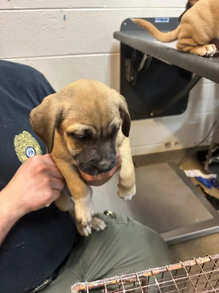A young small-sized male Mixed Breed dog named Bastian for adoption in Rome, GA
