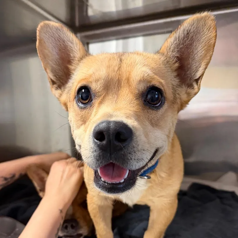 A young small-sized male Gray / Blue / Silver Mixed Breed dog named Pizza Hut for adoption in Palm Springs, CA