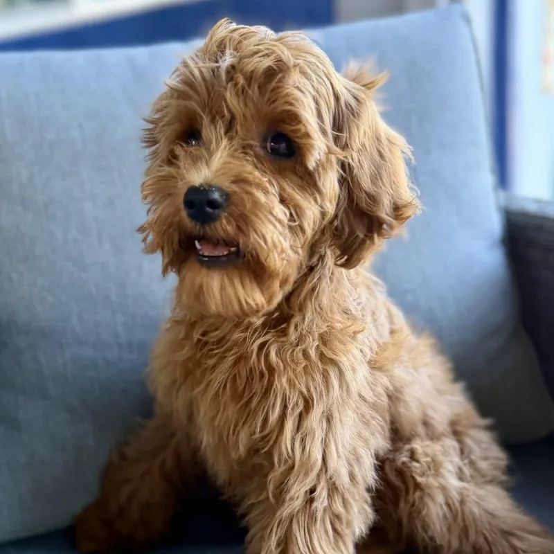 A baby medium-sized female Apricot / Beige Miniature Poodle dog named Ruby for adoption in San Mateo, CA