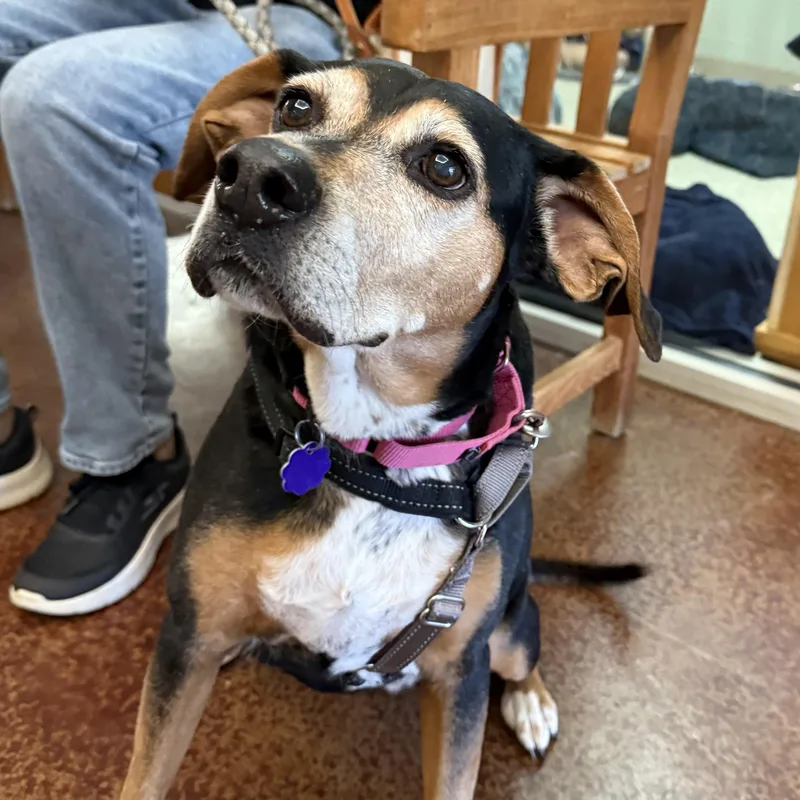 A senior medium-sized female American Foxhound dog named Gracie Mae for adoption in Brownsville, VT